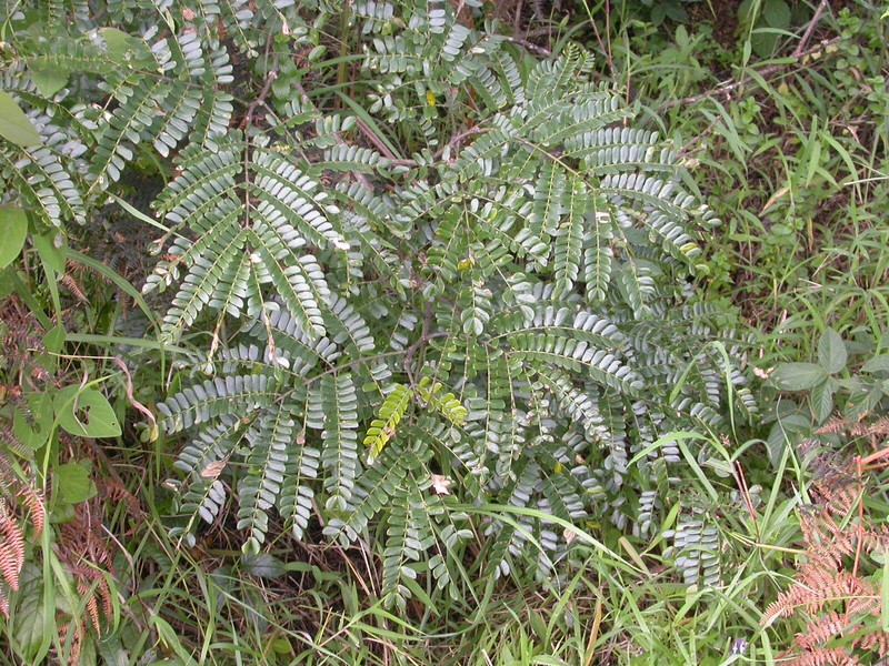 Albizia schimperiana photo 2