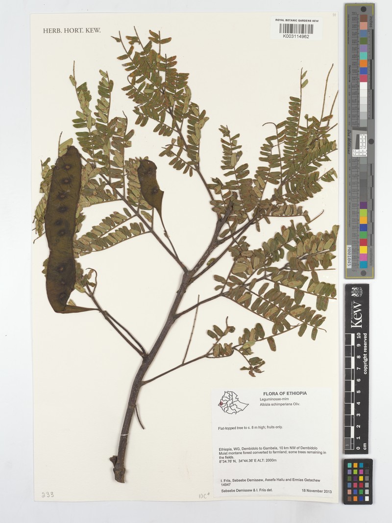 Albizia schimperiana photo 3