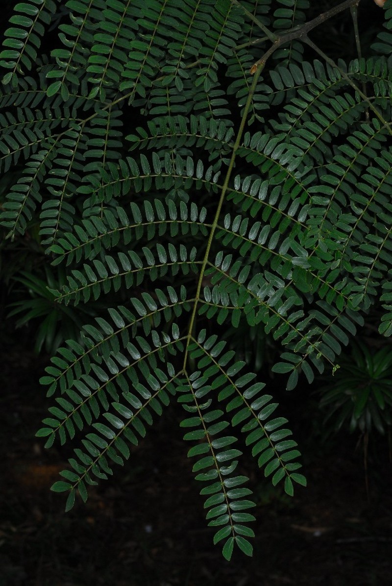 Albizia schimperiana photo 4