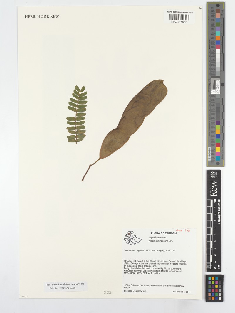 Albizia schimperiana photo 5