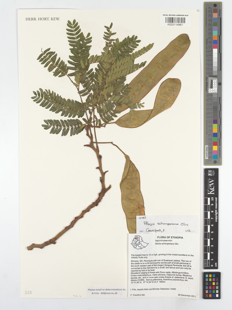 Albizia schimperiana photo 6
