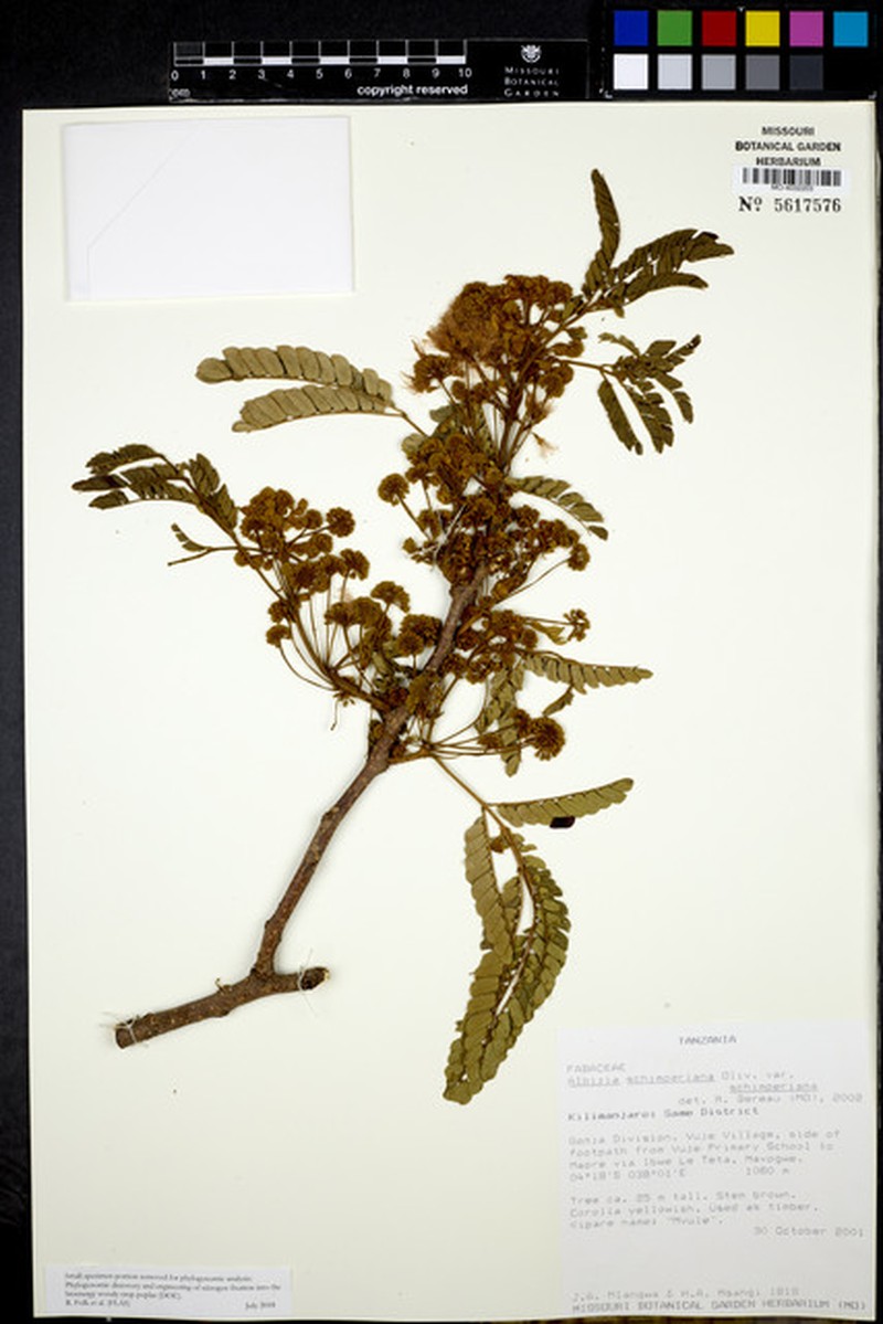 Albizia schimperiana var. schimperiana
