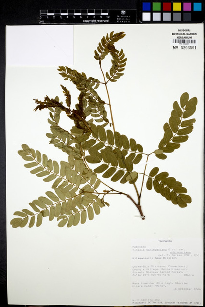 Albizia schimperiana var. schimperiana photo 2