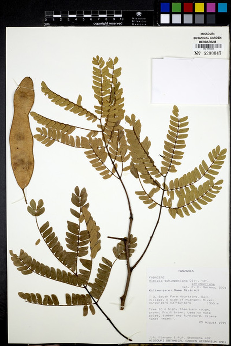 Albizia schimperiana var. schimperiana photo 4