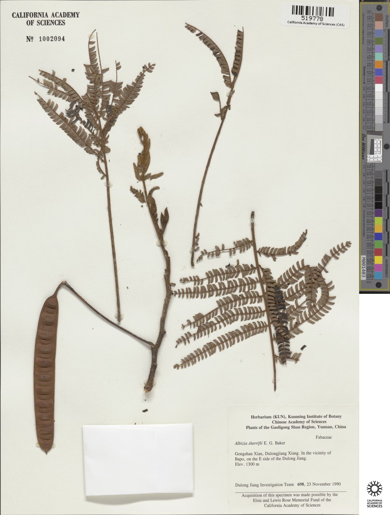 Albizia sherriffii