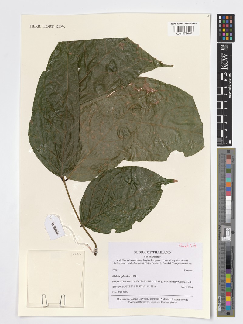 Albizia splendens photo 2