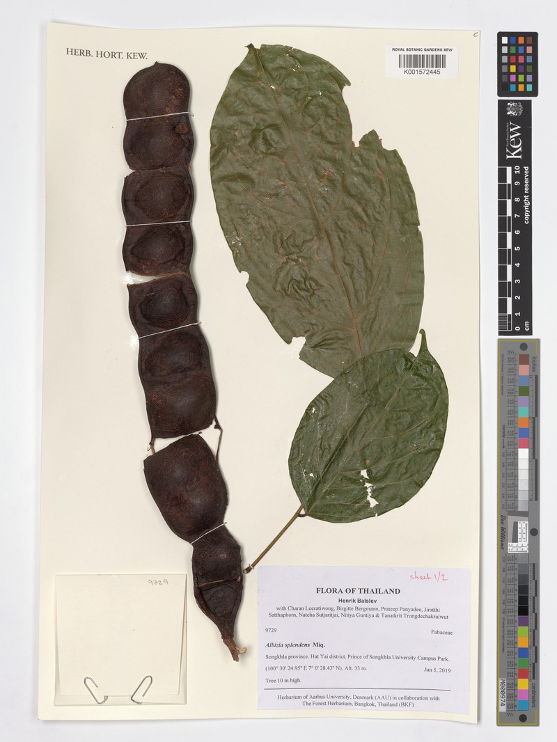 Albizia splendens photo 3