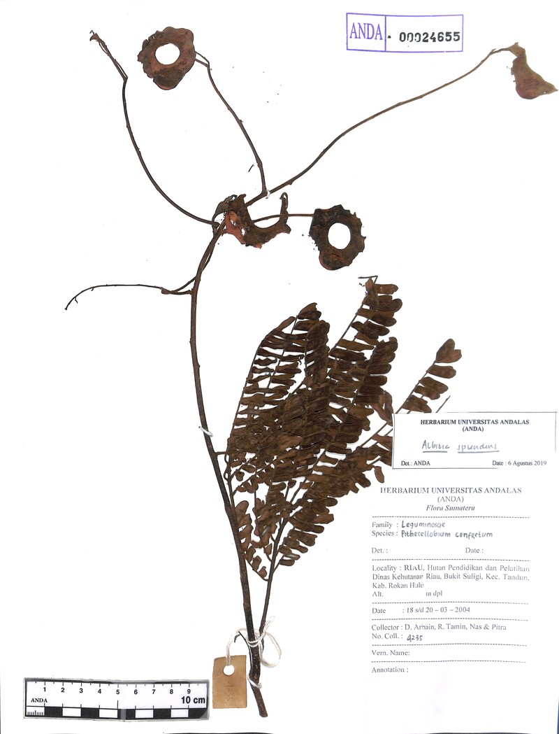 Albizia splendens photo 4