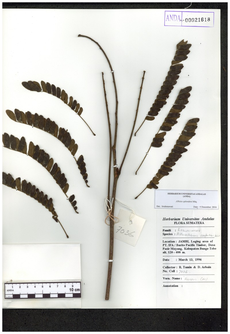 Albizia splendens photo 6