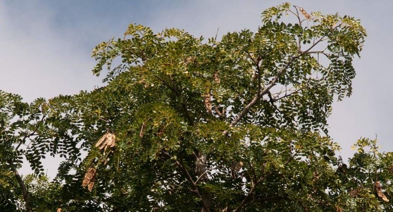 Albizia suluensis