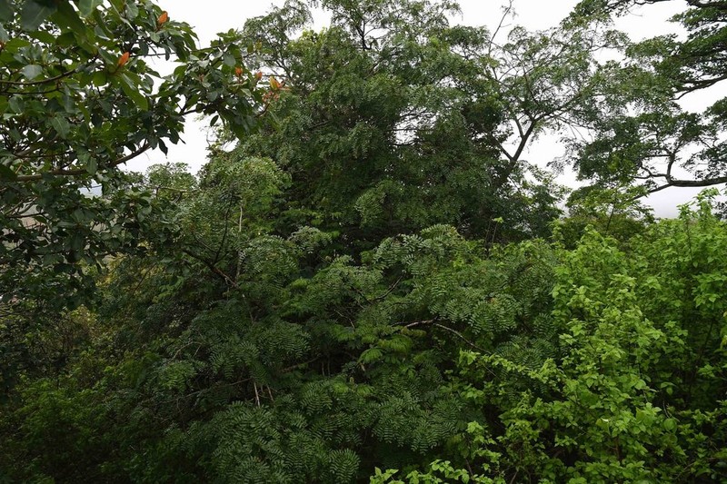 Albizia suluensis photo 2