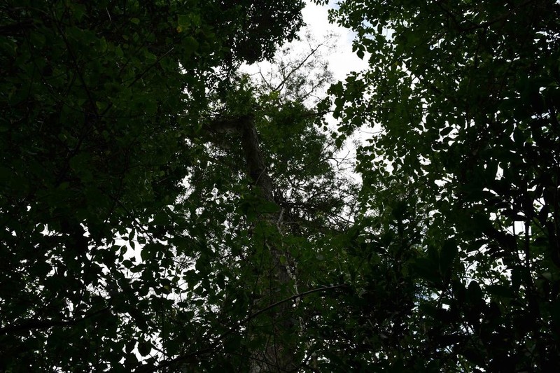 Albizia suluensis photo 3