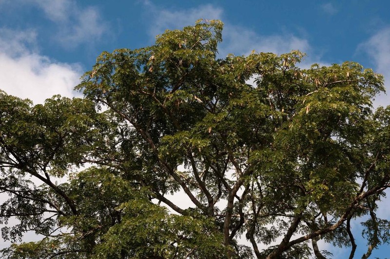 Albizia suluensis photo 4