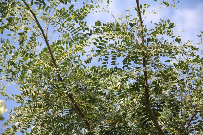 Albizia suluensis photo 5