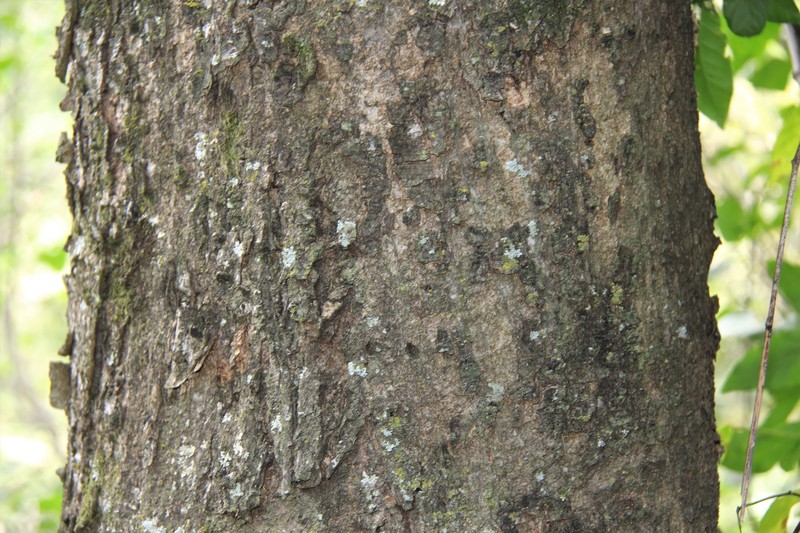 Albizia suluensis photo 6