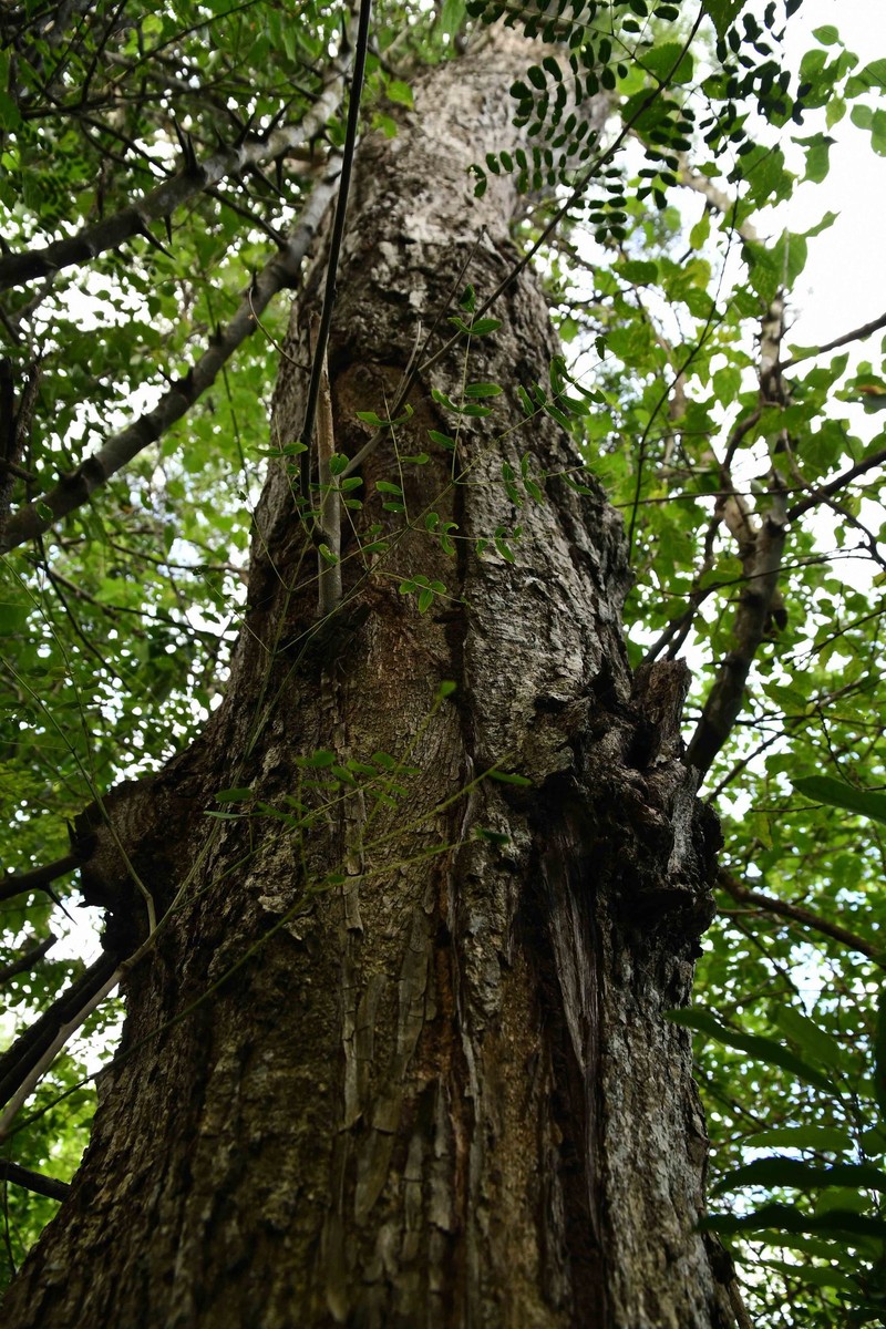 Albizia suluensis photo 7