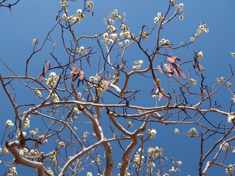 Albizia tanganyicensis