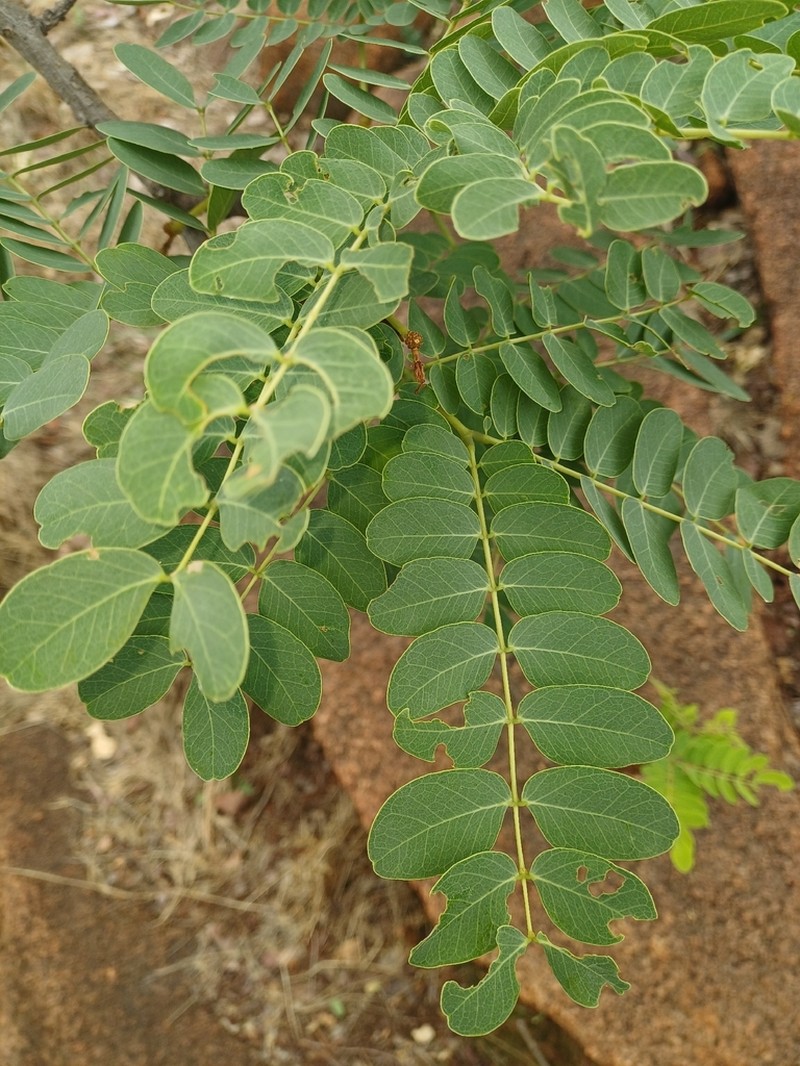 Albizia tanganyicensis photo 2