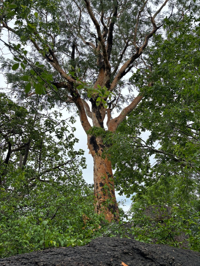 Albizia tanganyicensis photo 3