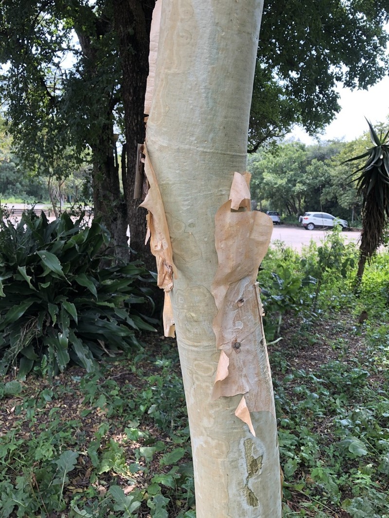 Albizia tanganyicensis photo 4