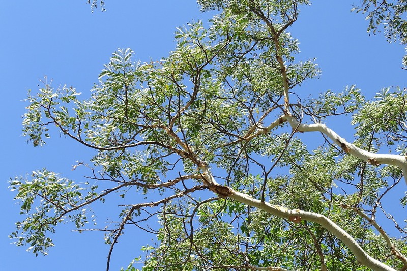 Albizia tanganyicensis photo 5