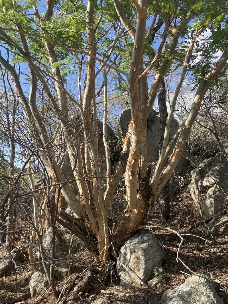 Albizia tanganyicensis photo 6
