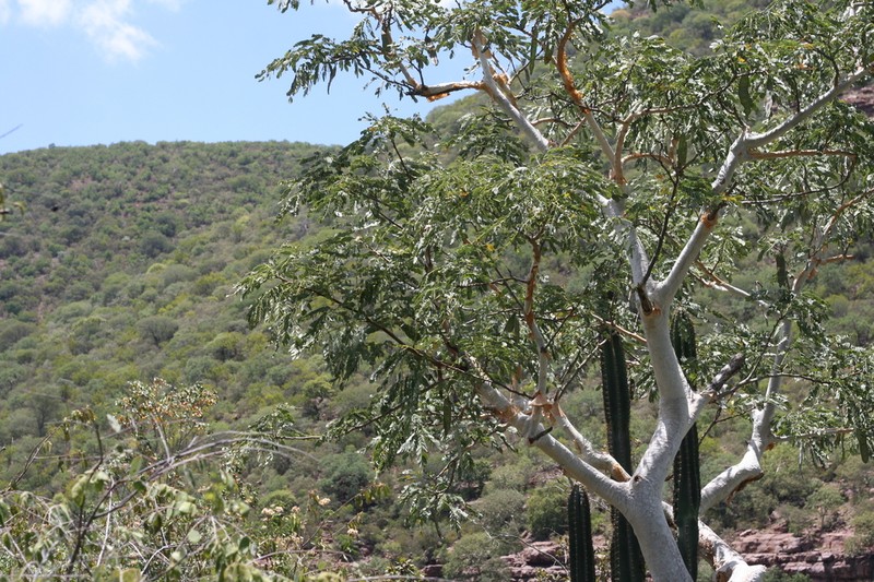 Albizia tanganyicensis photo 7