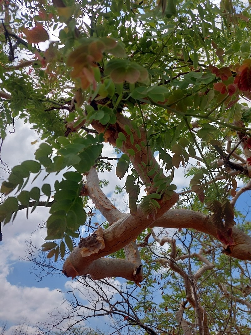 Albizia tanganyicensis photo 8