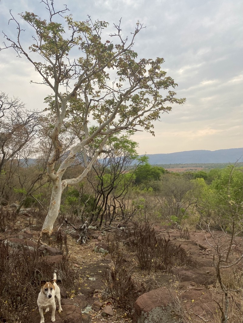Albizia tanganyicensis subsp. tanganyicensis photo 2