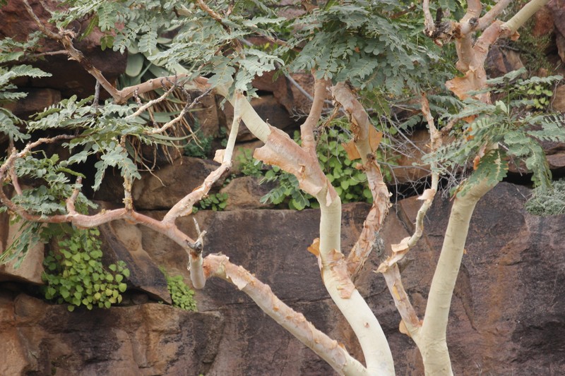Albizia tanganyicensis subsp. tanganyicensis photo 3