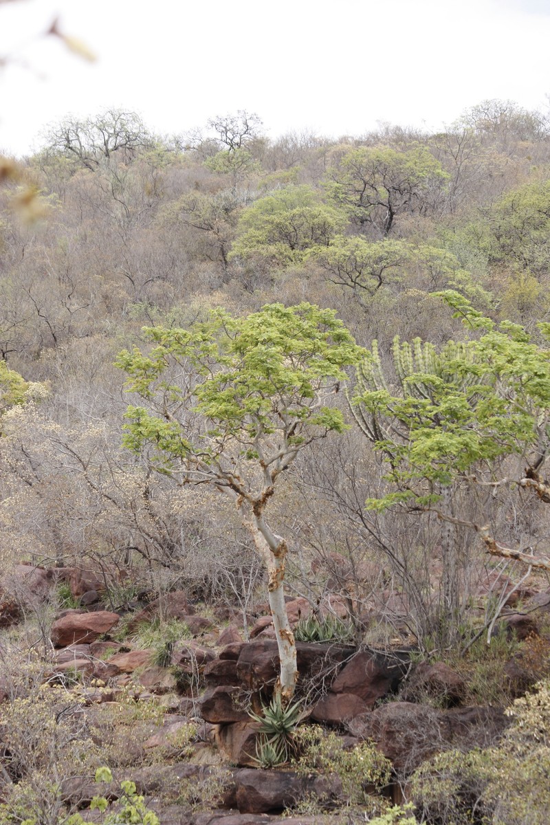 Albizia tanganyicensis subsp. tanganyicensis photo 4