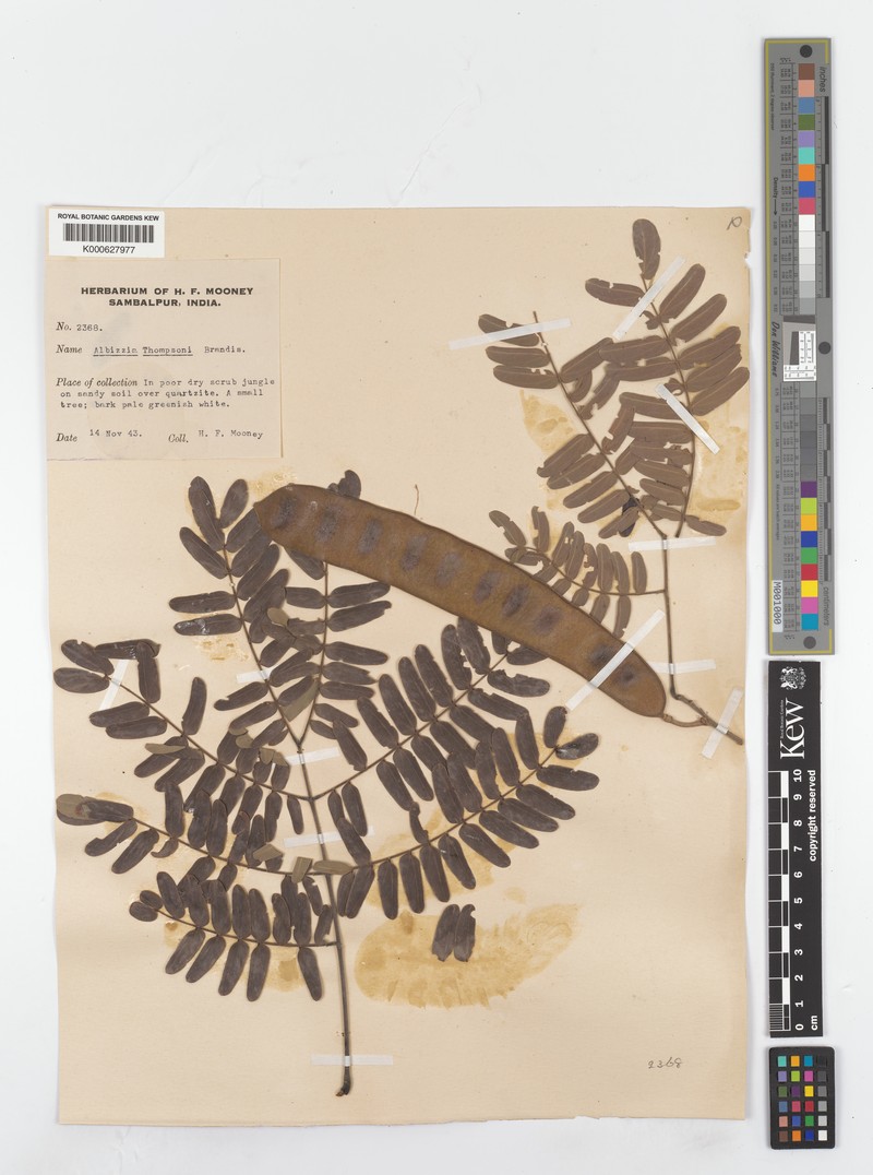 Albizia thompsonii