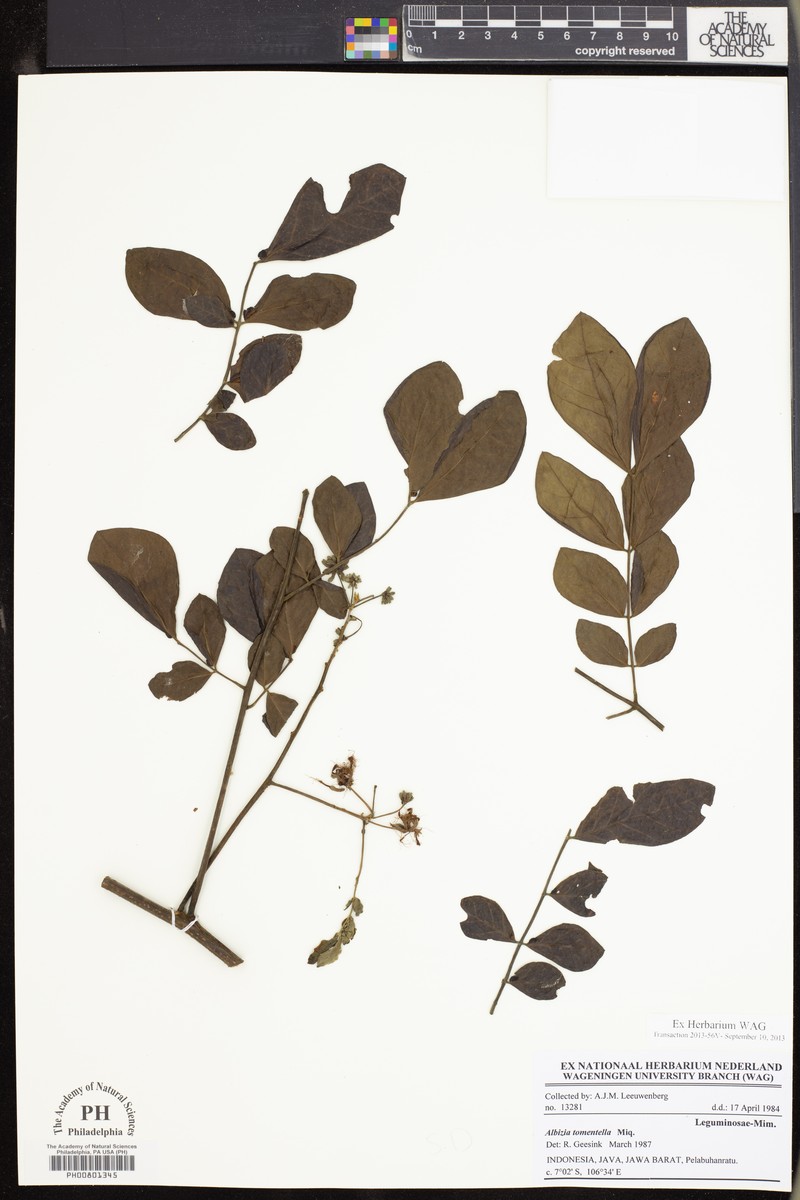 Albizia tomentella photo 2