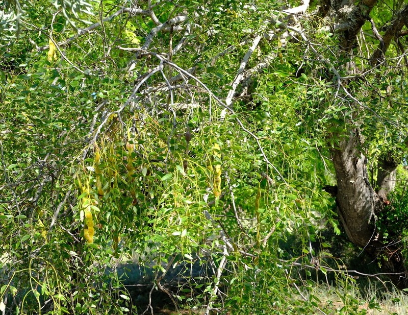 Albizia tulearensis