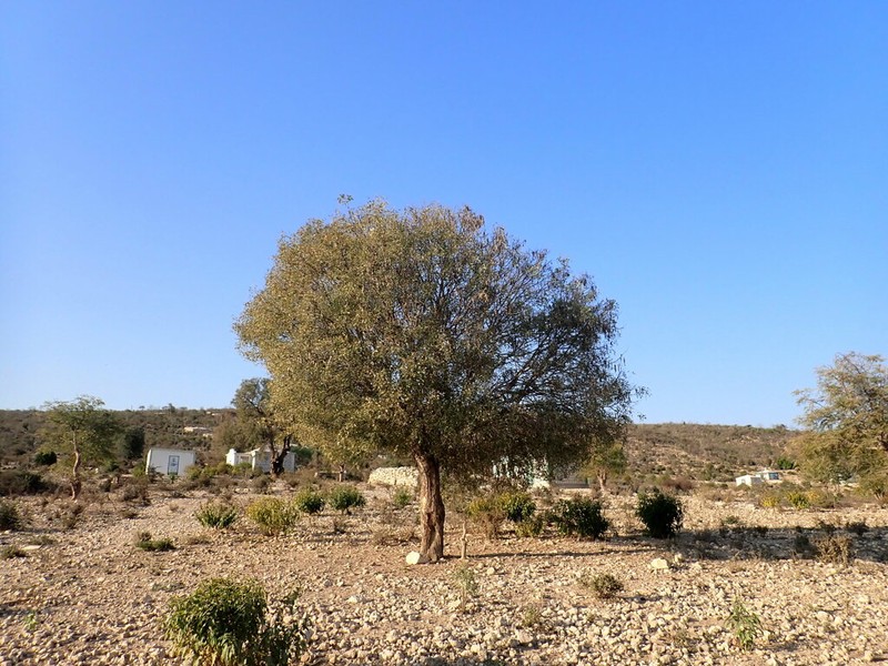 Albizia tulearensis photo 2
