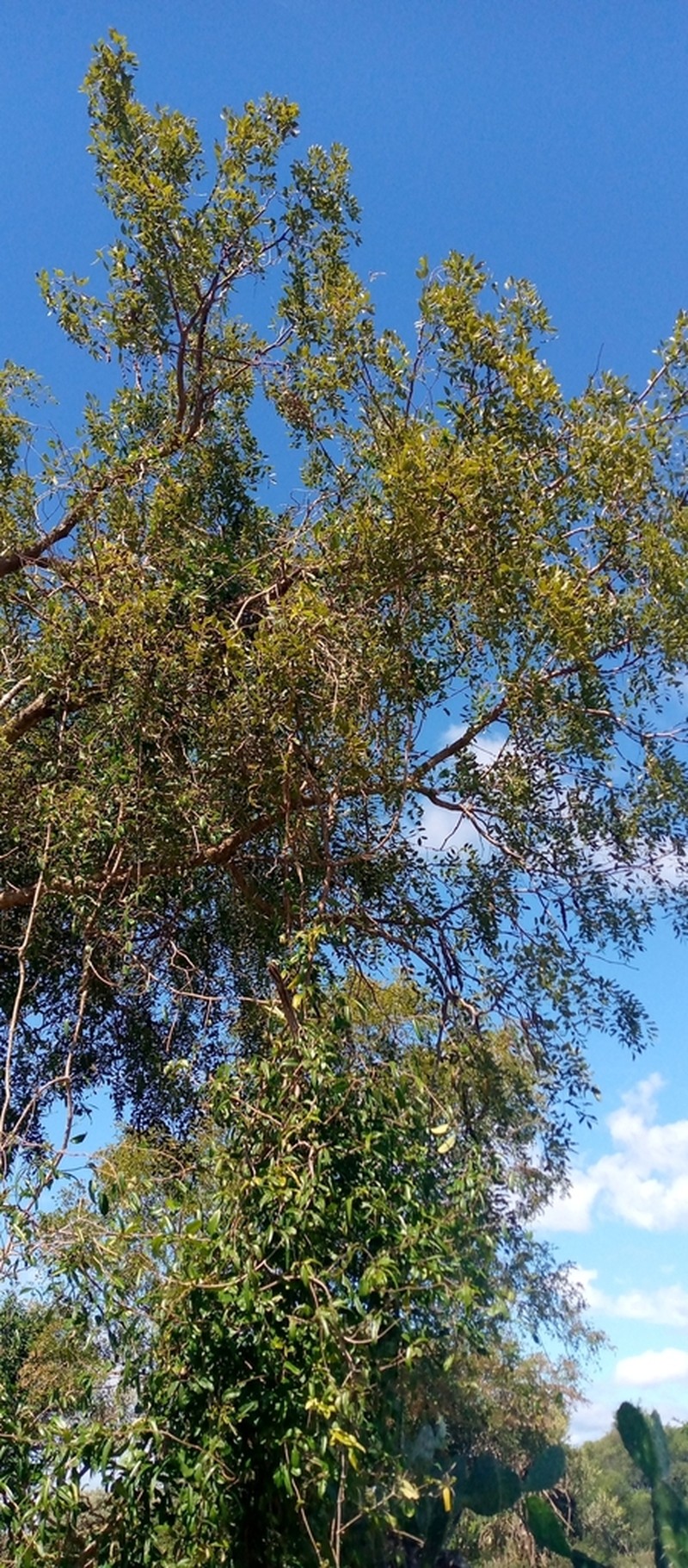Albizia tulearensis photo 4