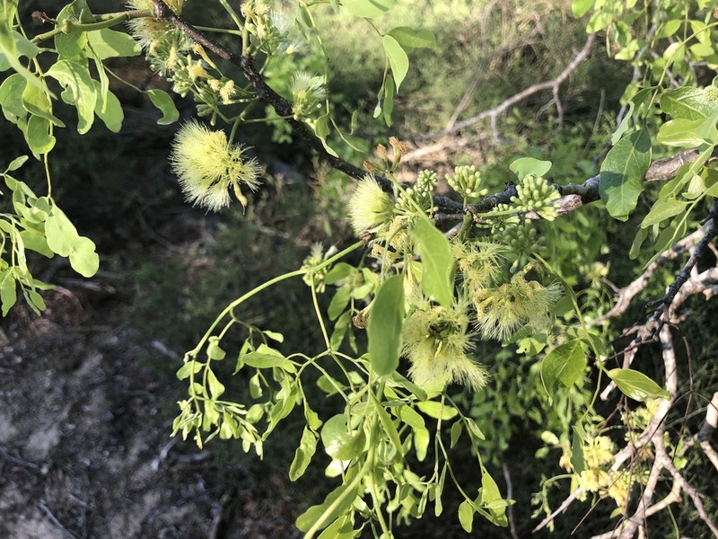 Albizia tulearensis photo 5