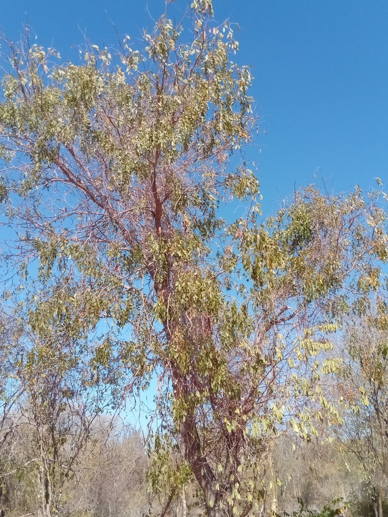 Albizia tulearensis photo 7