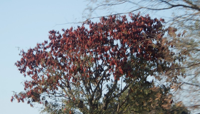 Albizia versicolor photo 2