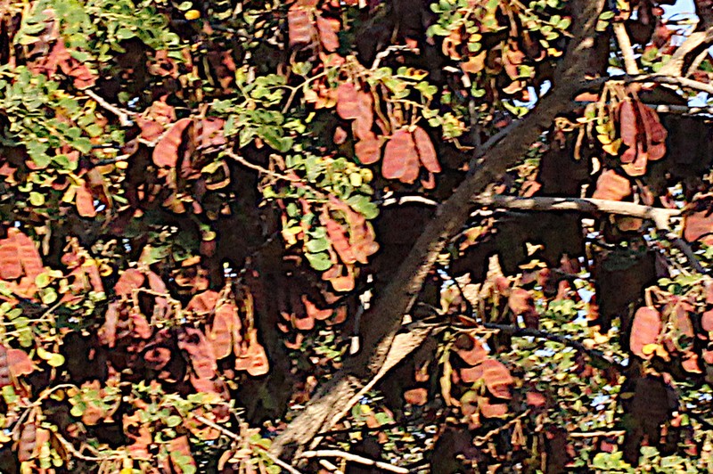 Albizia versicolor photo 3