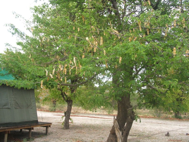 Albizia versicolor photo 4