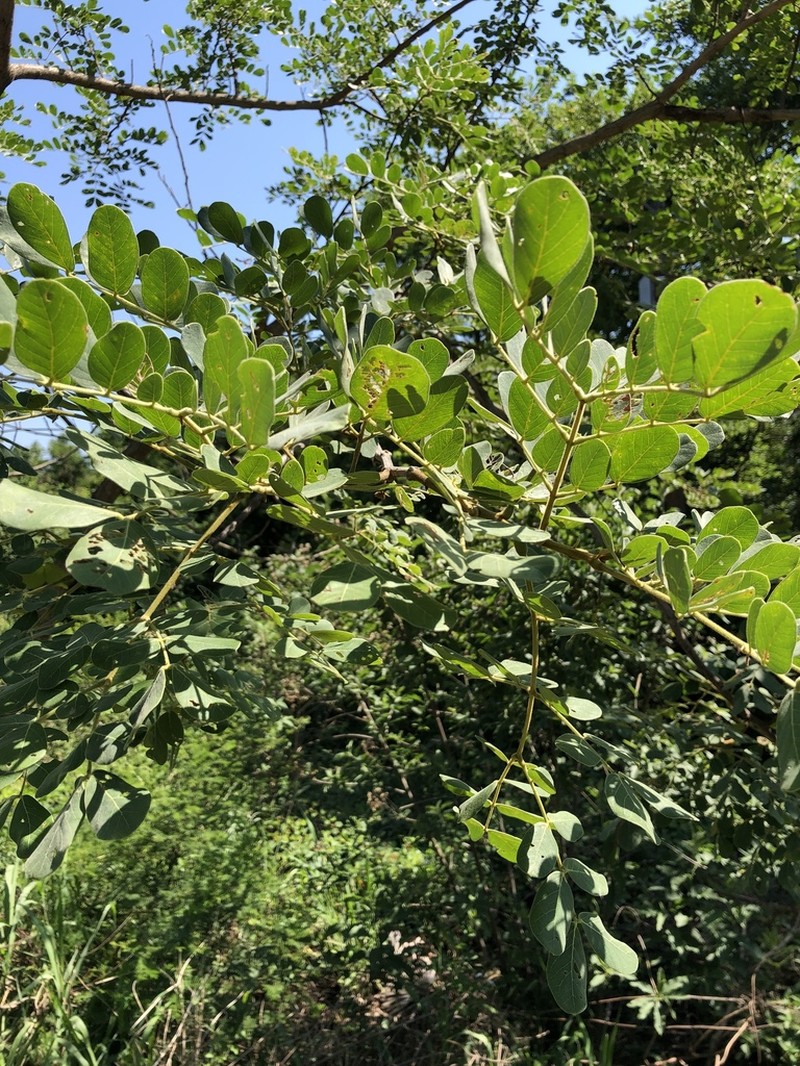 Albizia versicolor photo 5