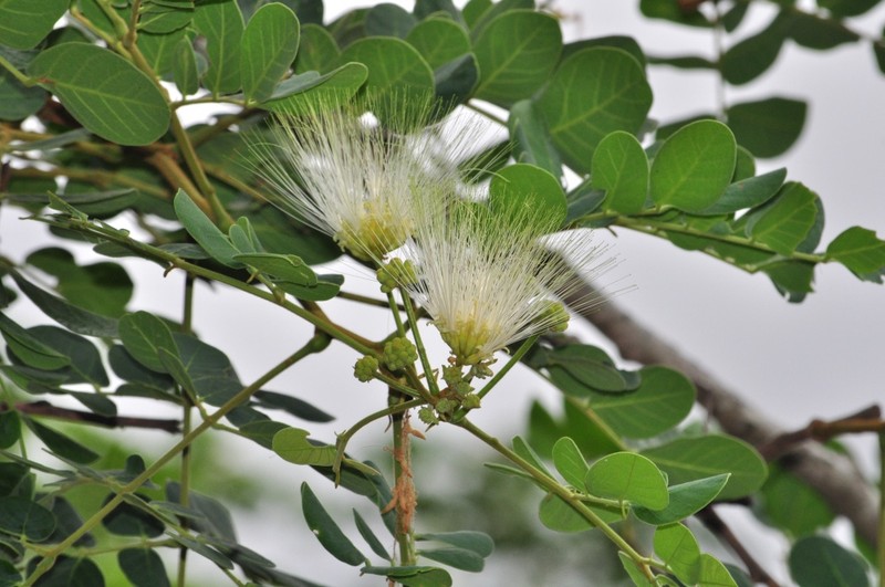 Albizia versicolor photo 8