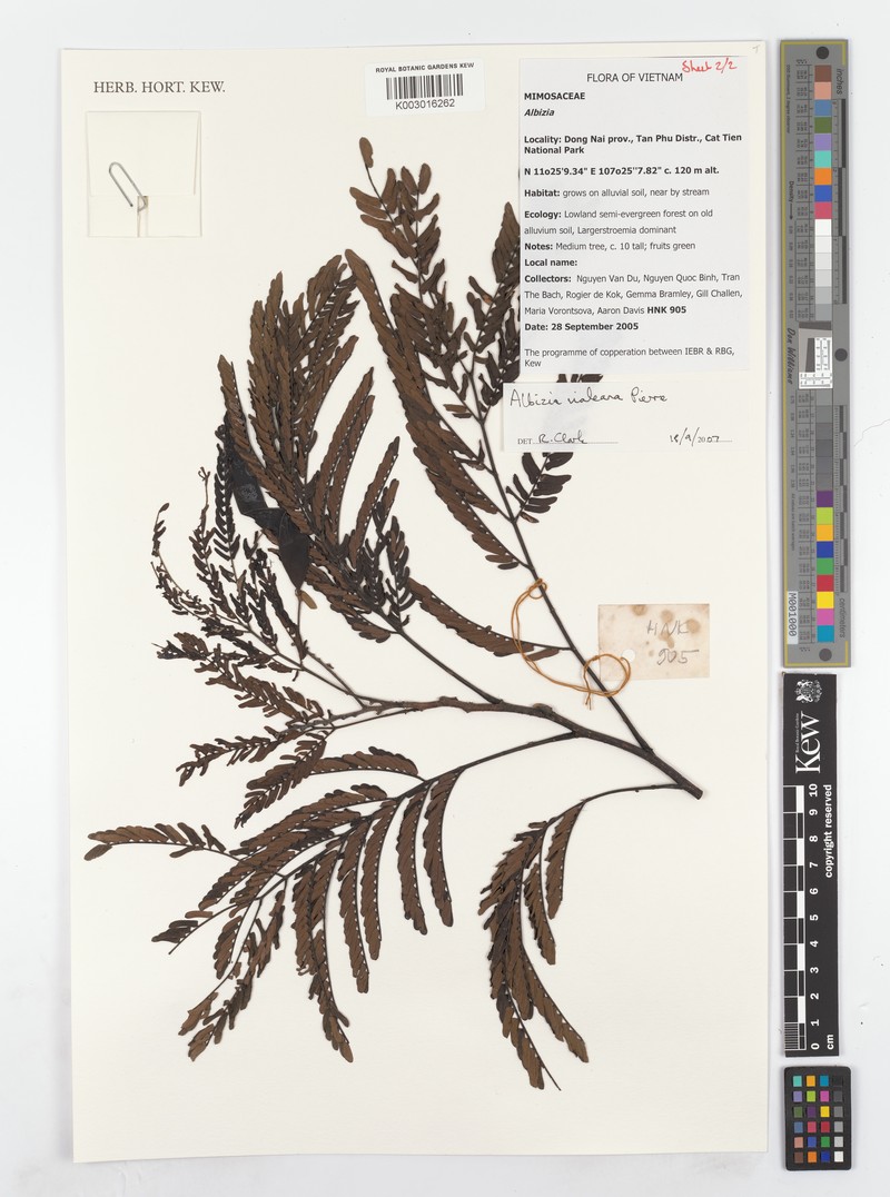 Albizia vialeana