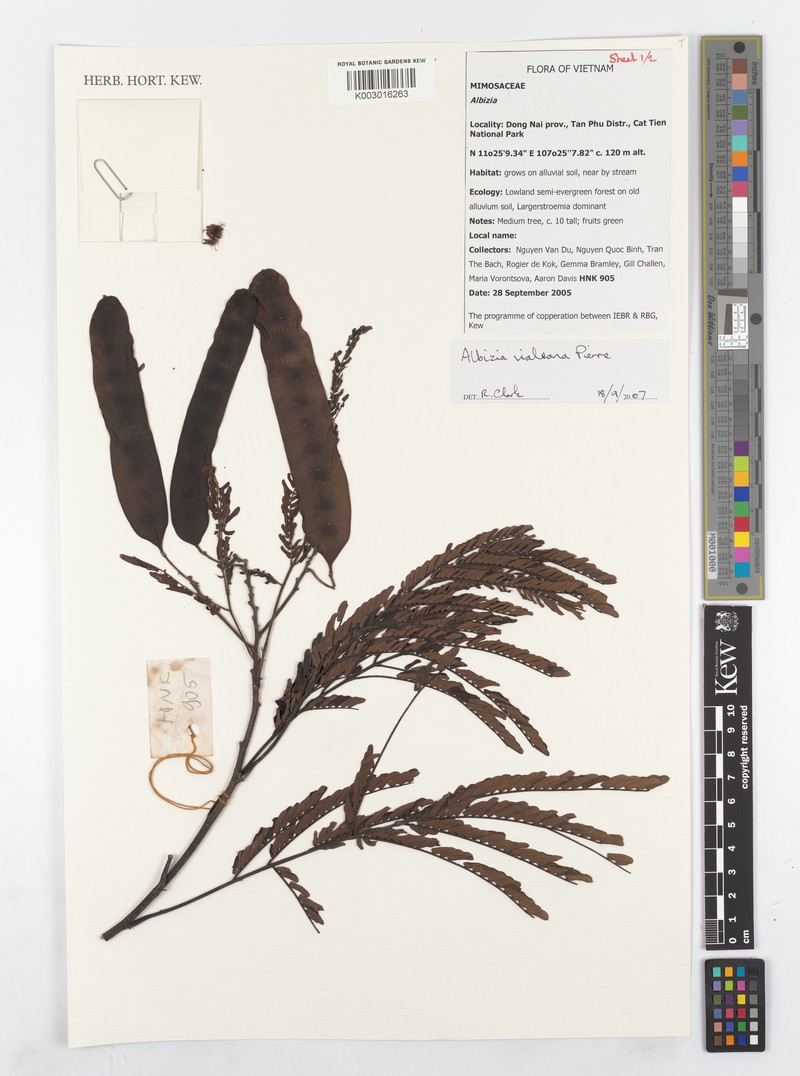 Albizia vialeana photo 2