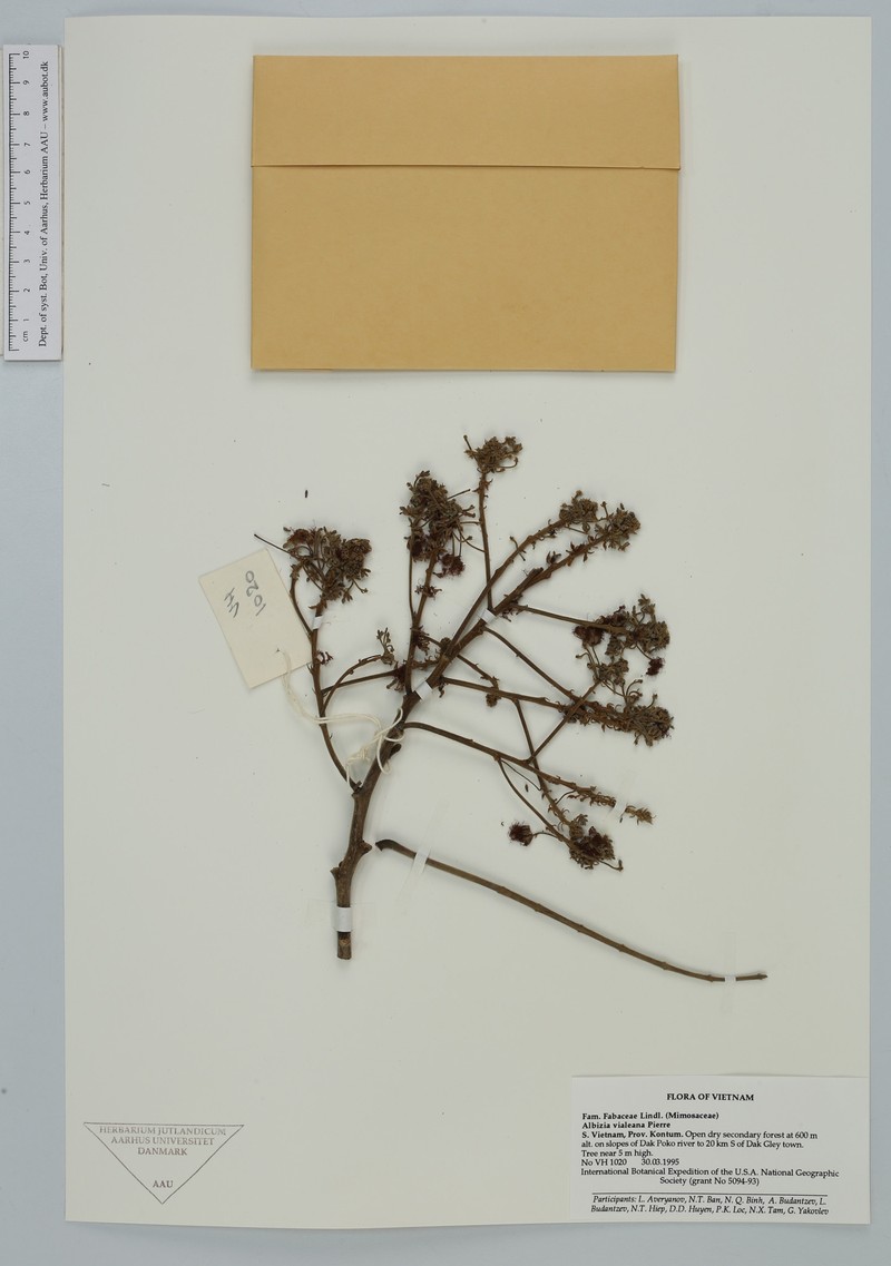 Albizia vialeana photo 3