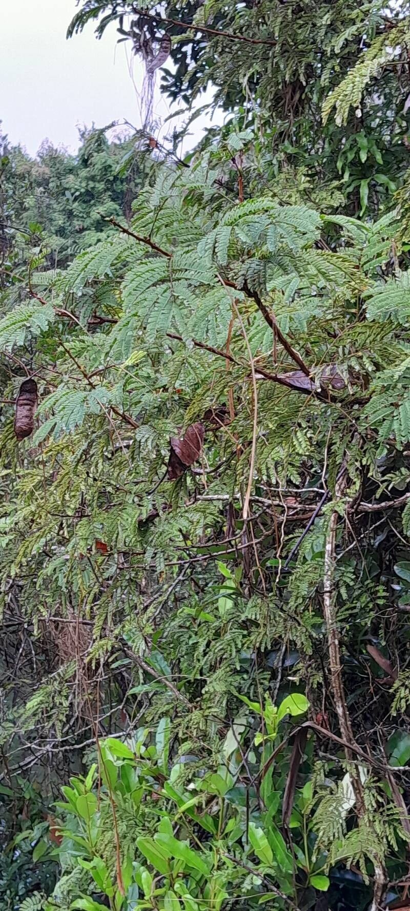 Albizia viridis