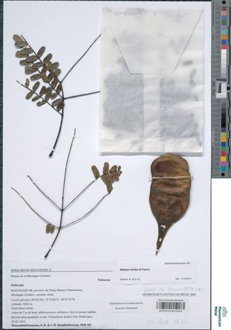 Albizia viridis photo 2
