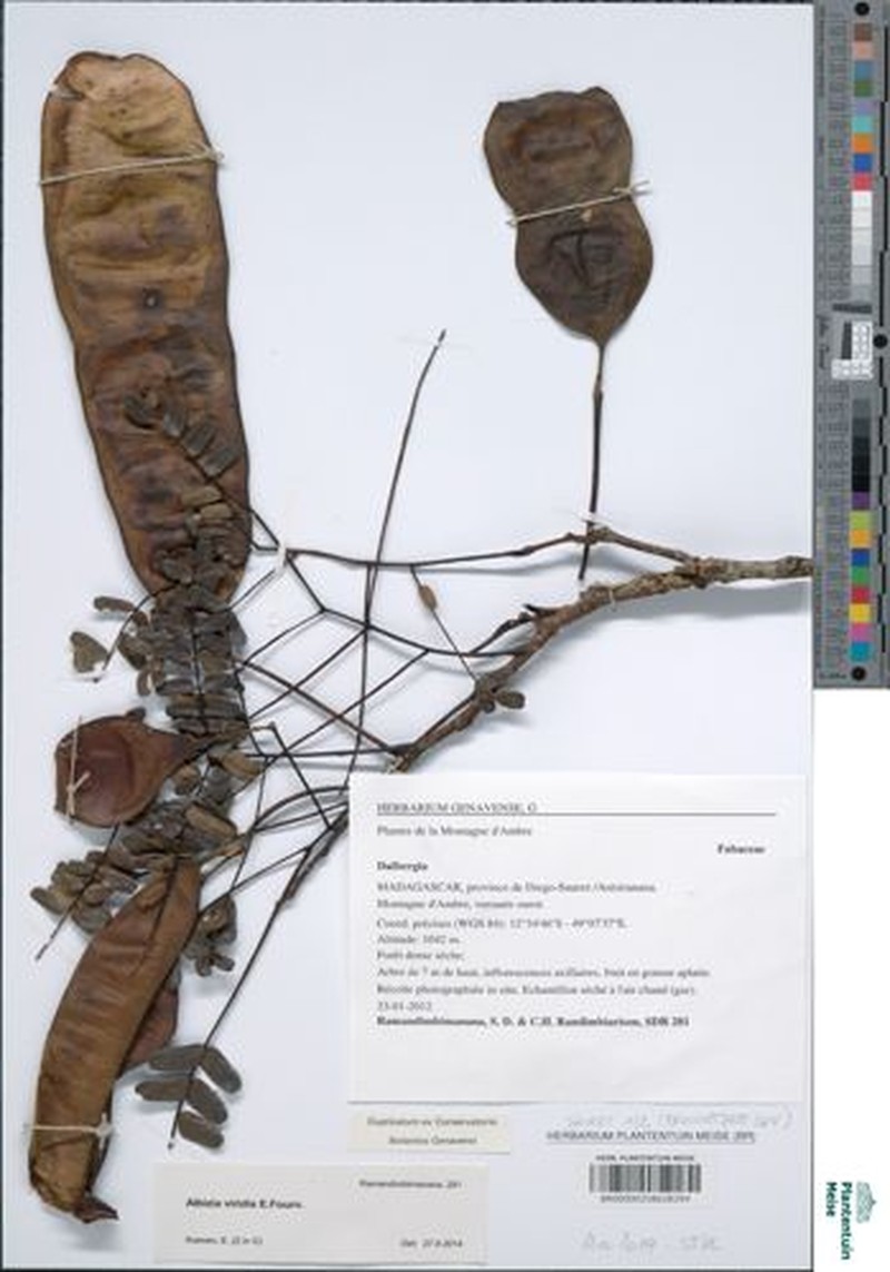 Albizia viridis photo 3