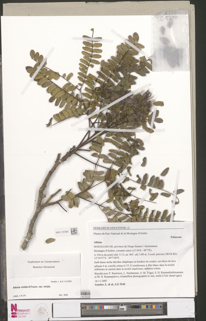 Albizia viridis var. viridis